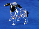 Little Blackhead Lamb