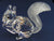 SCS 1997 10th Anniversary Squirrel ~ SIGNED