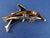 SCS 1992 Dolphins Brooch