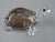 Tortoise ~ SIGNED