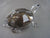 Tortoise ~ SIGNED